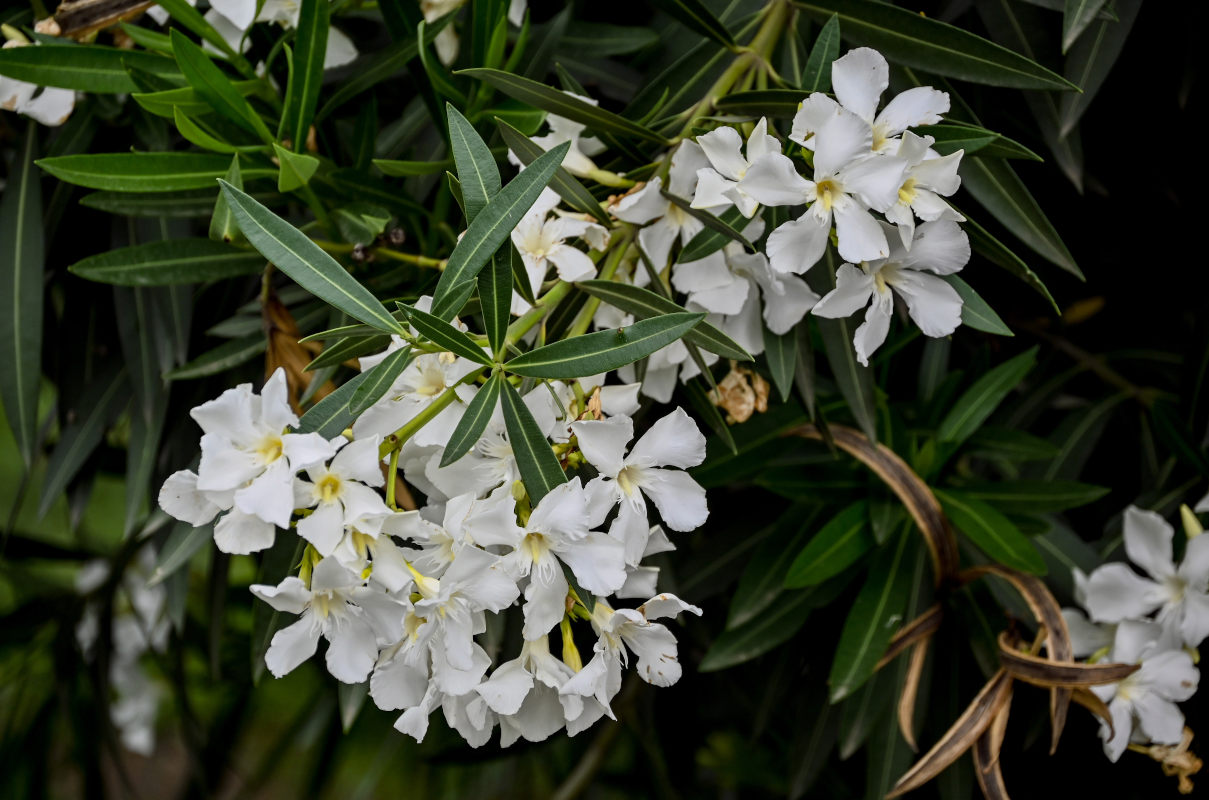 Image of Nerium oleander specimen.