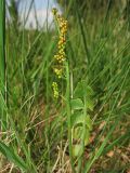 Botrychium lunaria. Спороносящее растение. Нидерланды, провинция Drenthe, окрестности Havelte. 24 мая 2009 г.