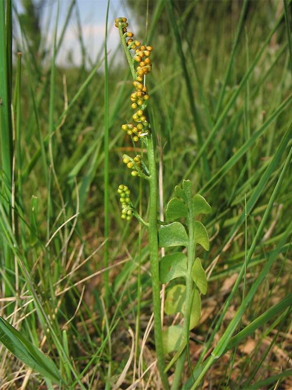 Изображение особи Botrychium lunaria.