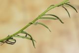 Linaria supina. Часть побега. Испания, Каталония, пров. Жирона, комарка Рипольес, муниципалитет Сеткасес, окр. курорта \"Вальтер 2000\", ≈1900 м н.у.м., крутой склон юго-западной экспозиции, прогалина в сосновом (Pinus uncinata) лесу. 23.06.2024.