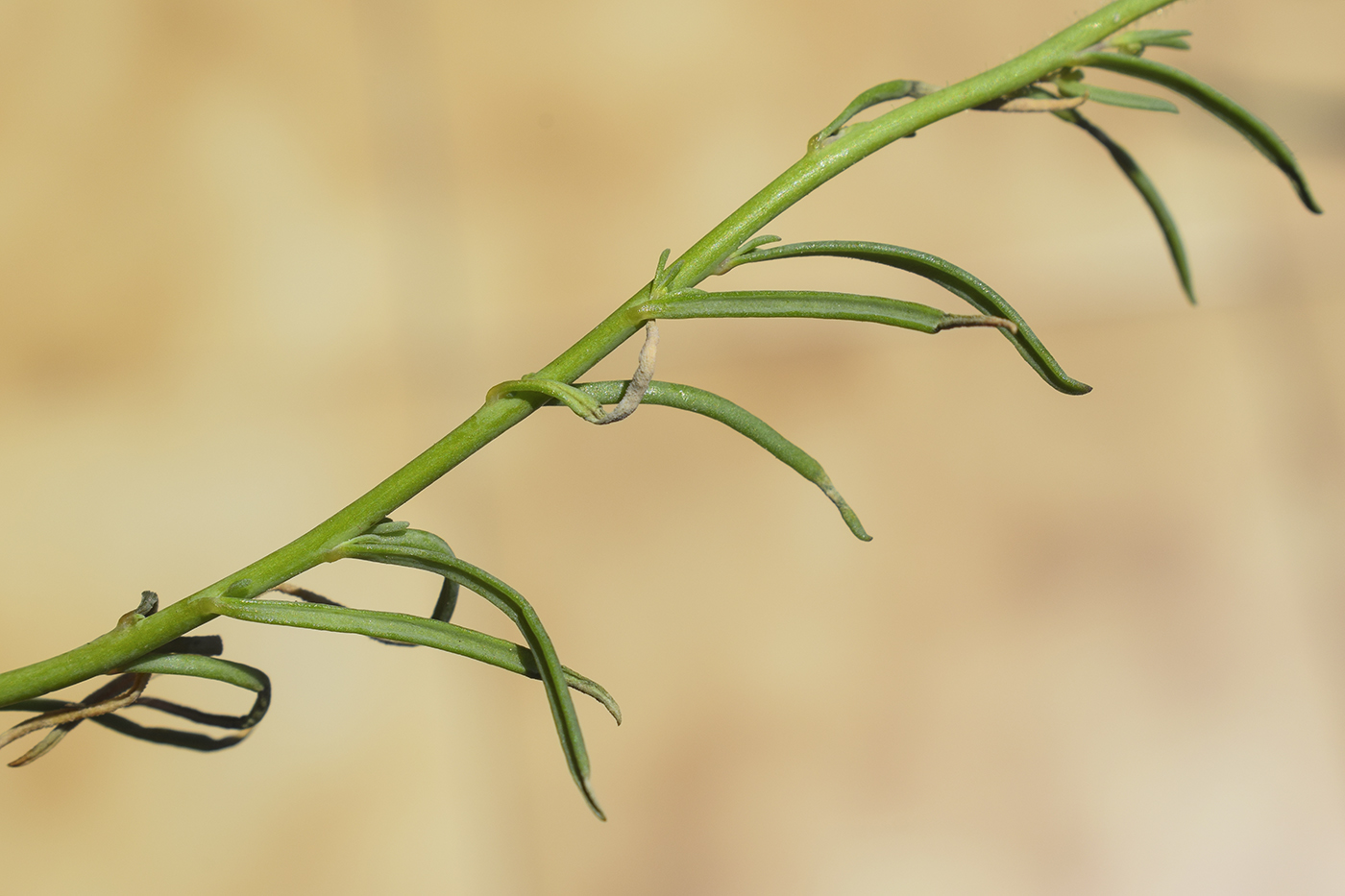 Изображение особи Linaria supina.