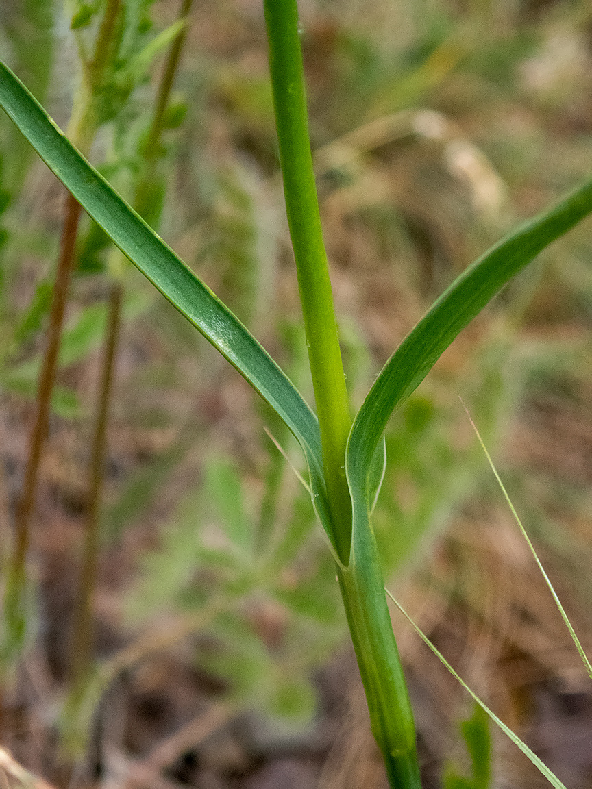 Image of Dianthus capitatus specimen.