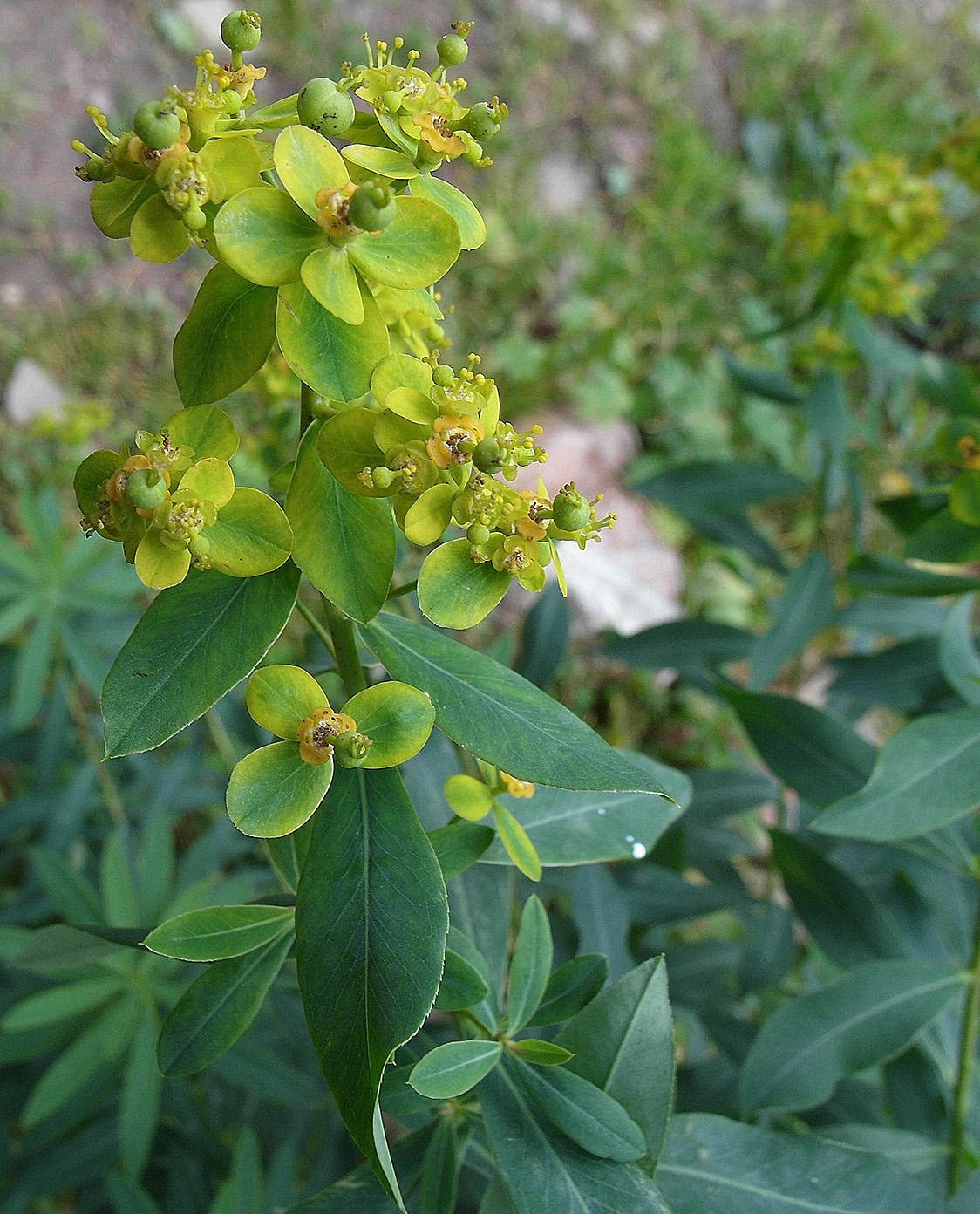 Image of Euphorbia lamprocarpa specimen.