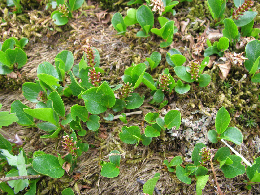 Image of Salix turczaninowii specimen.