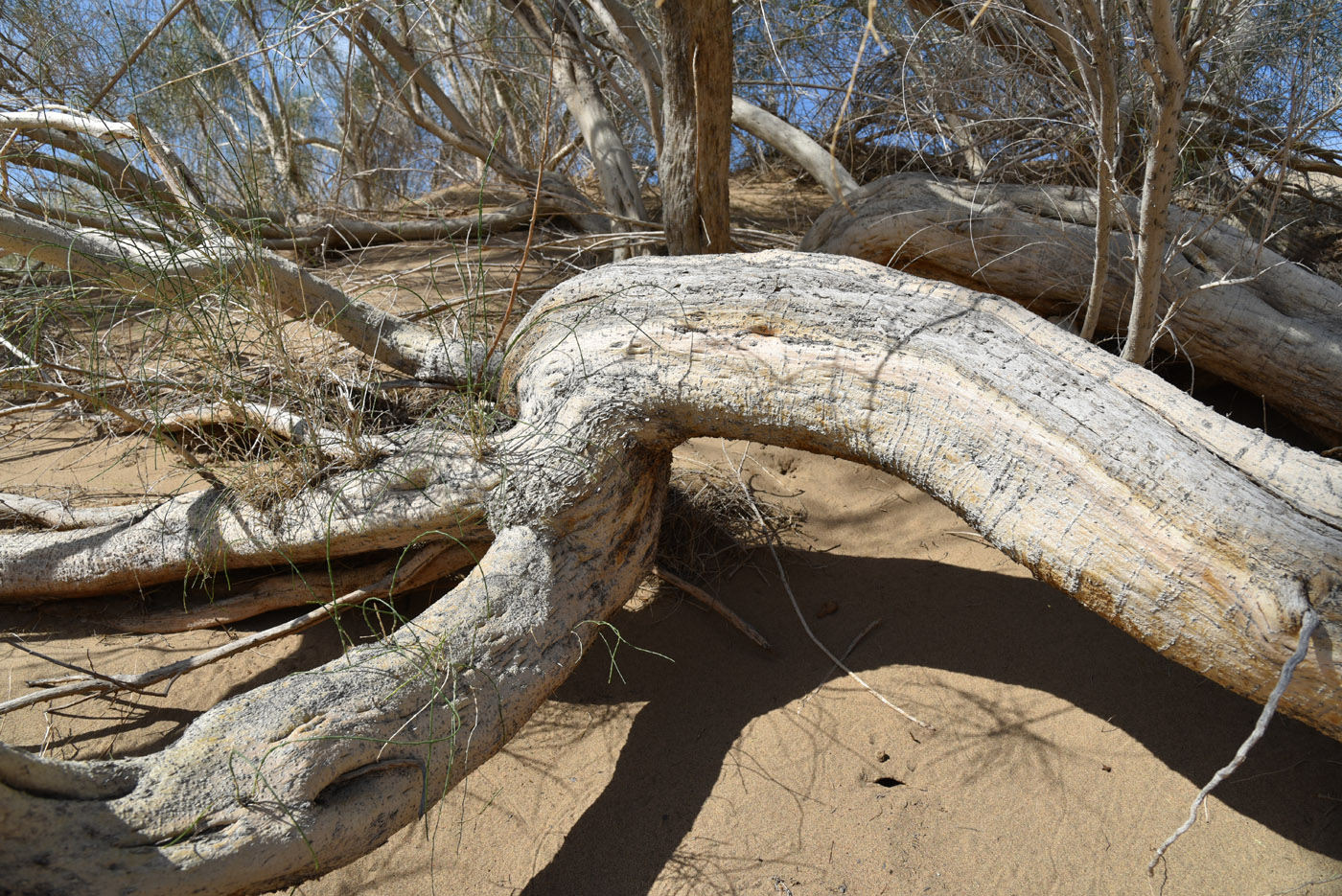 Image of Haloxylon persicum specimen.