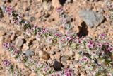 Halogeton glomeratus