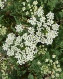 Schrenkia golickeana