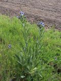 Cynoglossum creticum