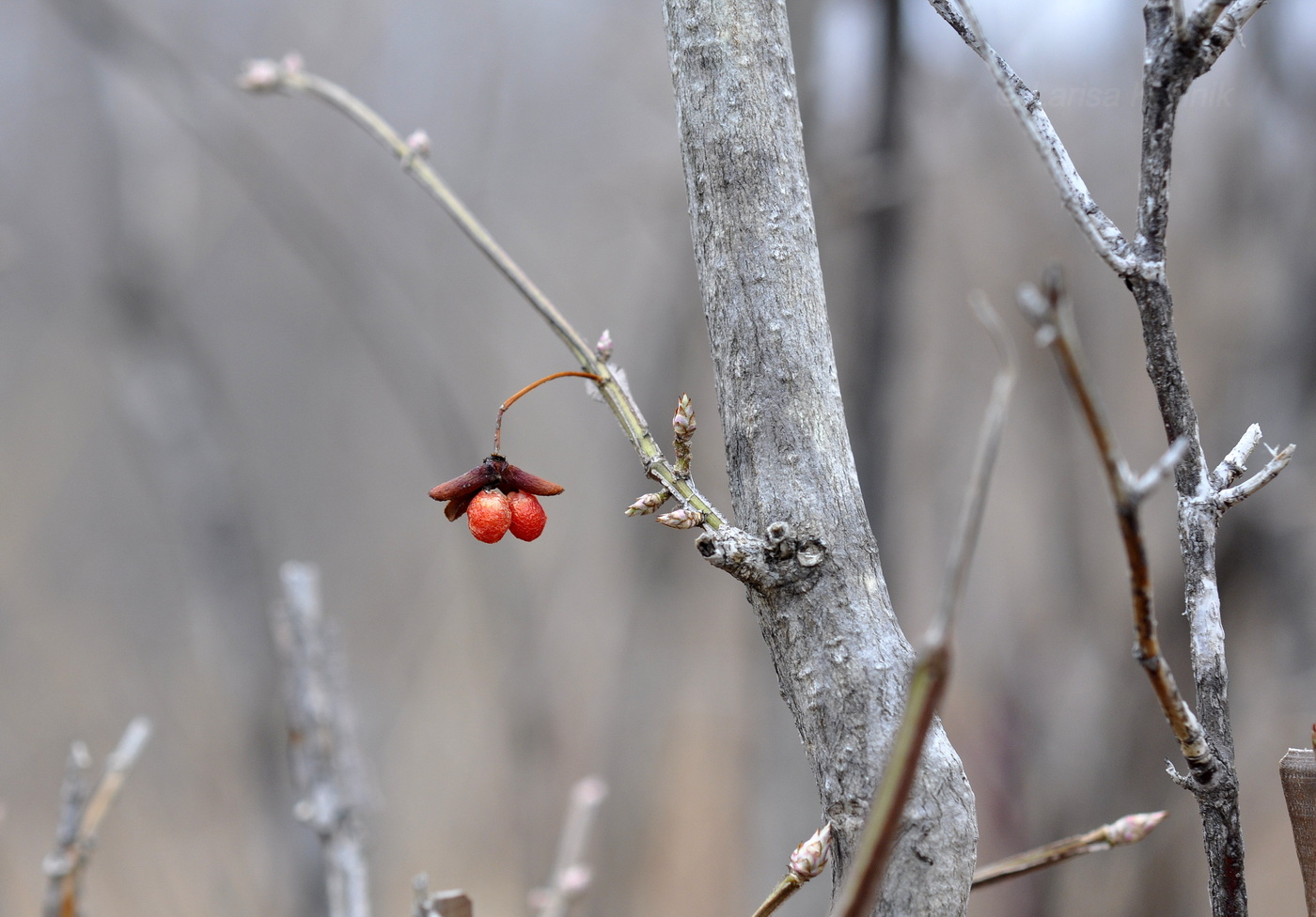 Image of Euonymus sacrosanctus specimen.