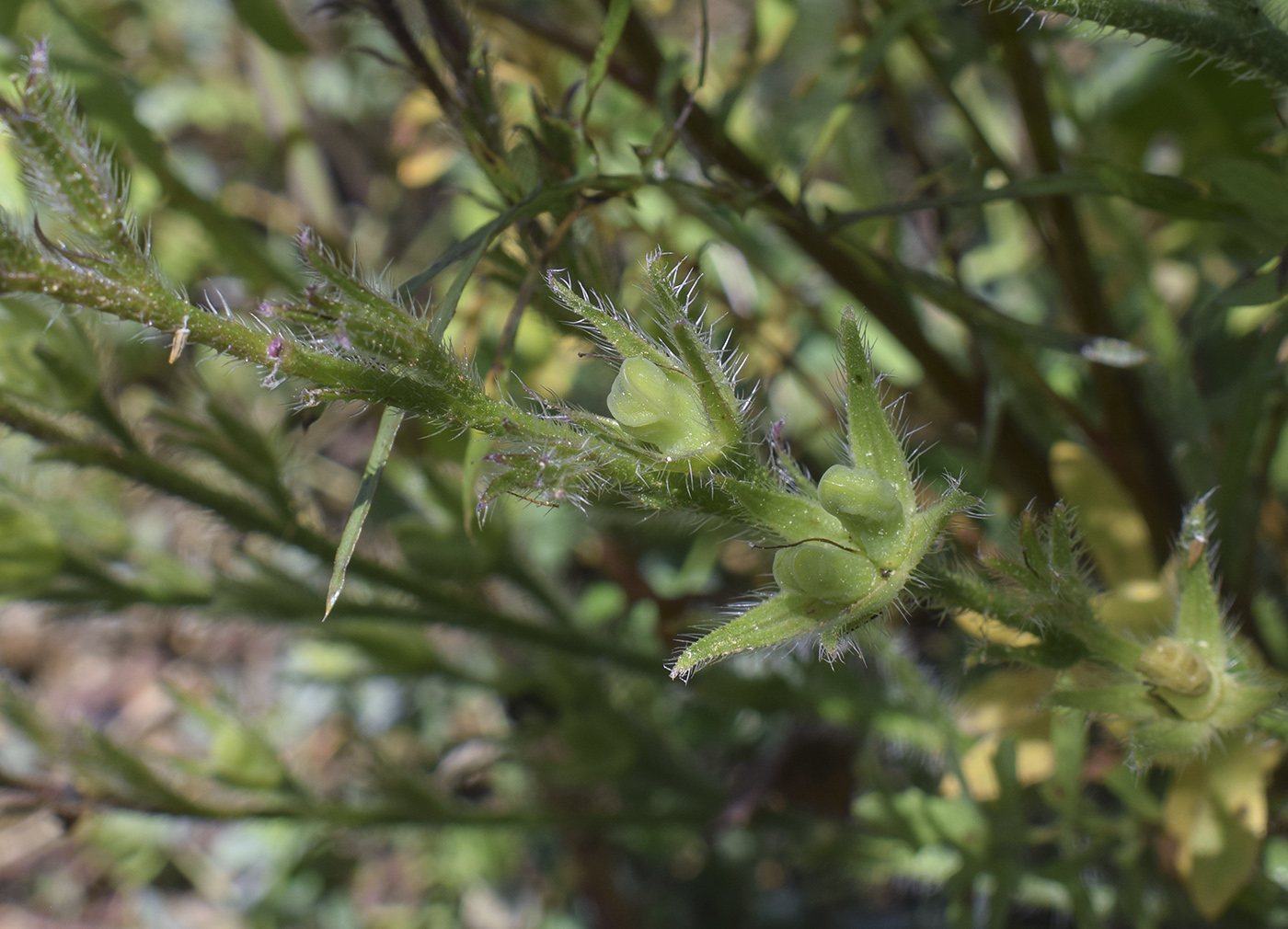 Image of Anchusa azurea specimen.