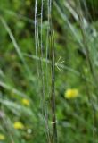 genus Stipa