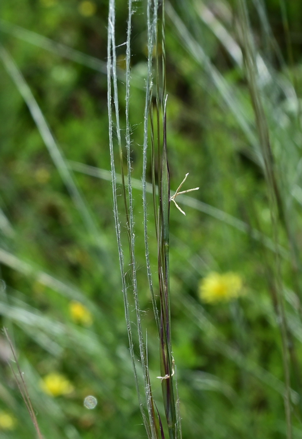 Image of genus Stipa specimen.