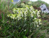 Pedicularis lapponica. Цветущие растения на прогалине в зарослях берёзки и ивняка. Коми, Интинский р-н, пос. Желанный, Приполярный Урал, долина р. Балбанью. 04.07.2010.