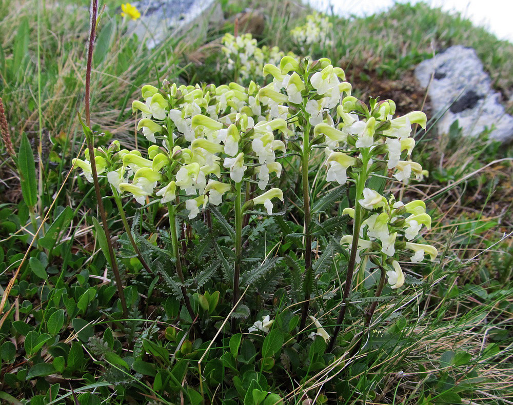 Изображение особи Pedicularis lapponica.