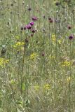 Dianthus capitatus
