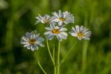 Pyrethrum corymbosum. Верхушка цветущего растения с личинкой кузнечика. Краснодарский край, Отрадненский р-н, окр. хут. Ильич, балка Сухая 2-я, 750 м н.у.м., степной склон. 12.06.2025.