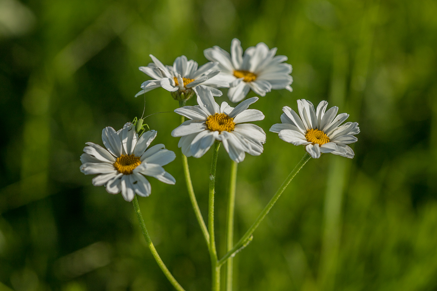 Image of Pyrethrum corymbosum specimen.