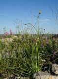 Scorzonera stricta. Растение с развивающимися соцветиями. Оренбургская обл., Саракташский р-н, Жёлтинский сельсовет, окр. Кандуровского карьера, каменистая степь. 29 мая 2024 г.