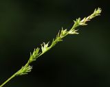 Carex lithophila. Верхушка генеративного побега. Приморский край, г. Владивосток, ООПТ БСИ ДВО РАН, искусственная отсыпка из камня. 01.07.2025.