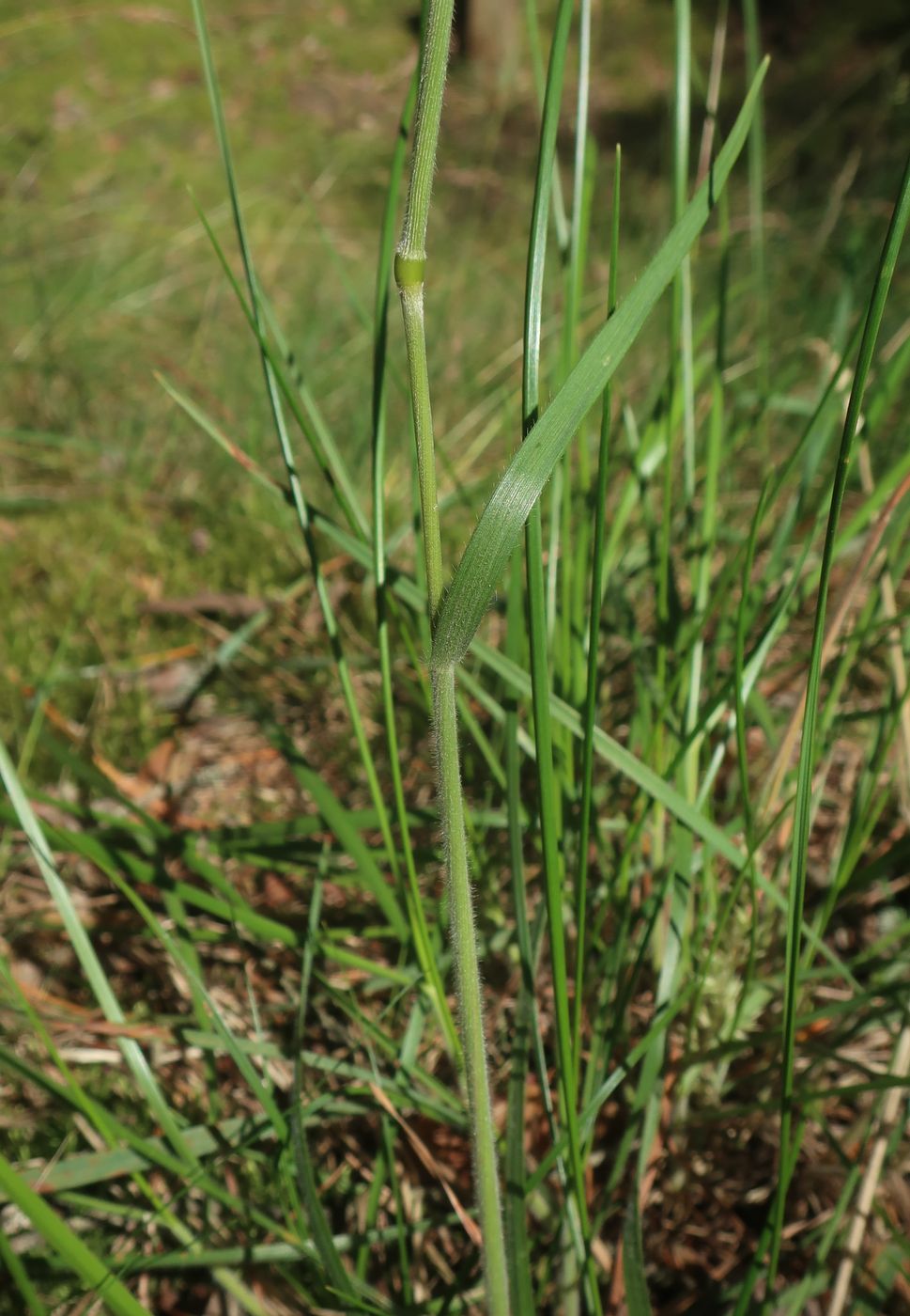 Image of Koeleria grandis specimen.