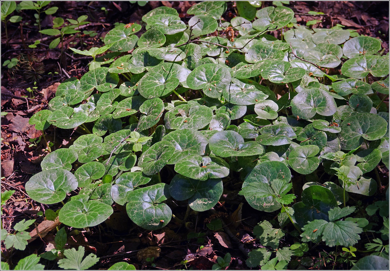 Image of Asarum europaeum specimen.