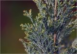 Chamaecyparis lawsoniana