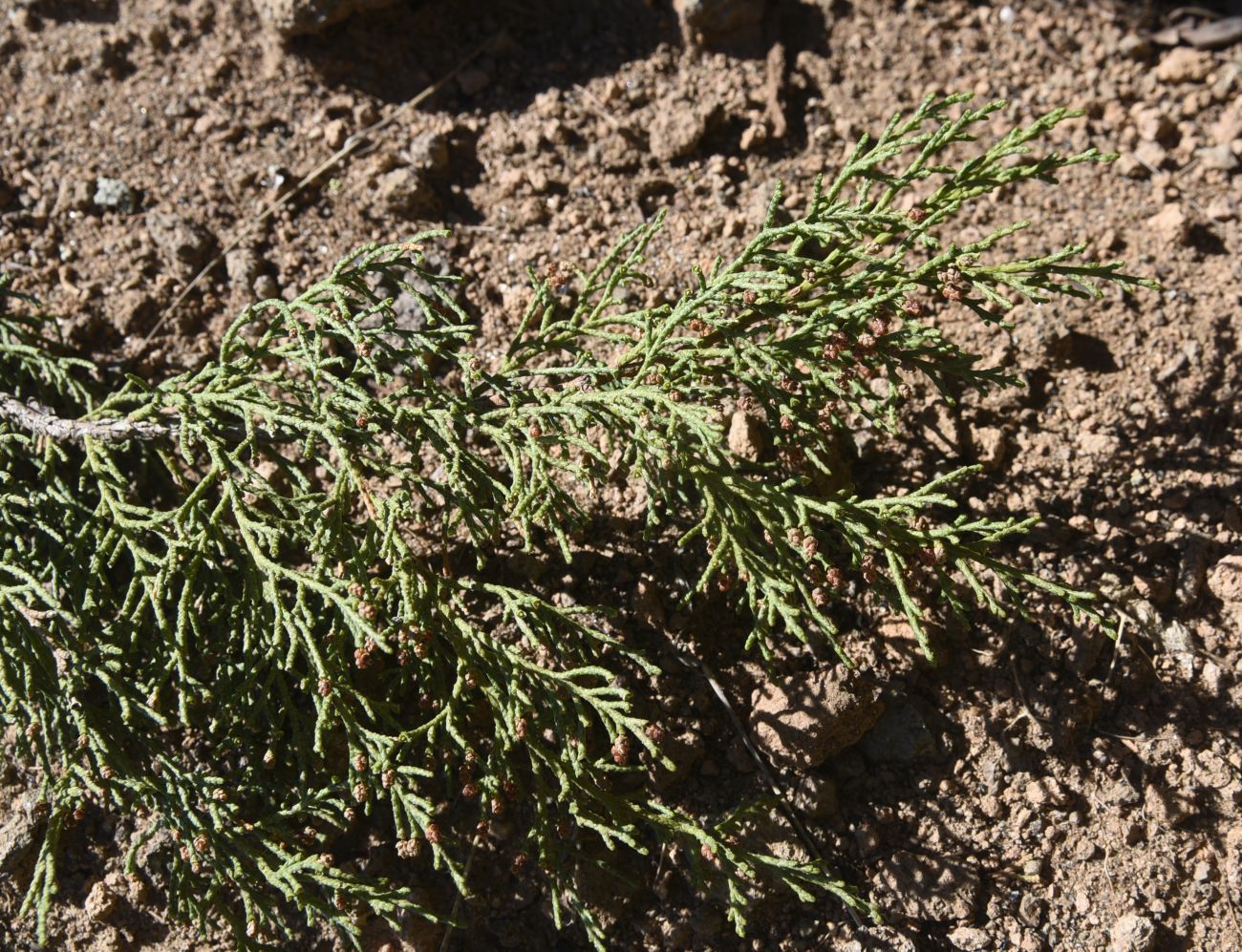 Image of Juniperus polycarpos specimen.