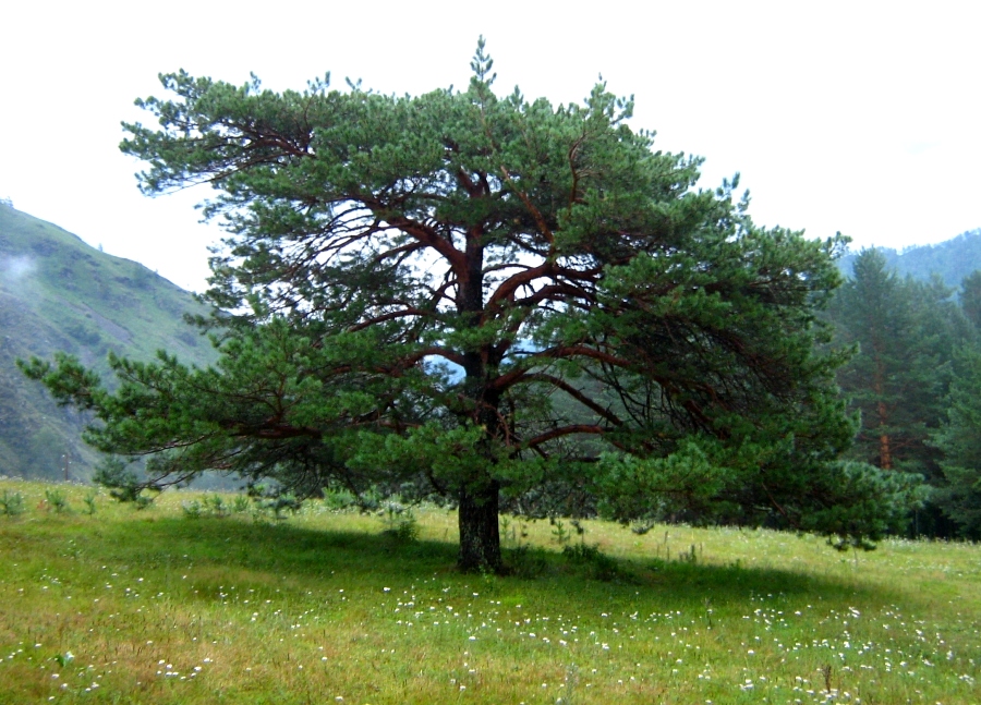 Изображение особи Pinus sylvestris.