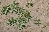 genus Polygonum
