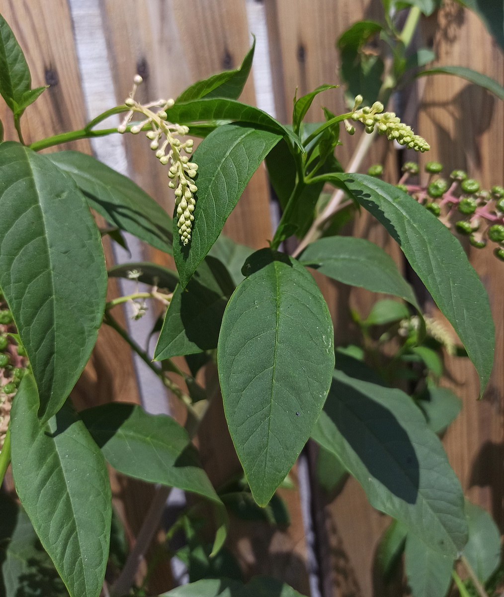 Image of Phytolacca acinosa specimen.