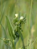 Image of taxon representative. Author is Раду Кибзий