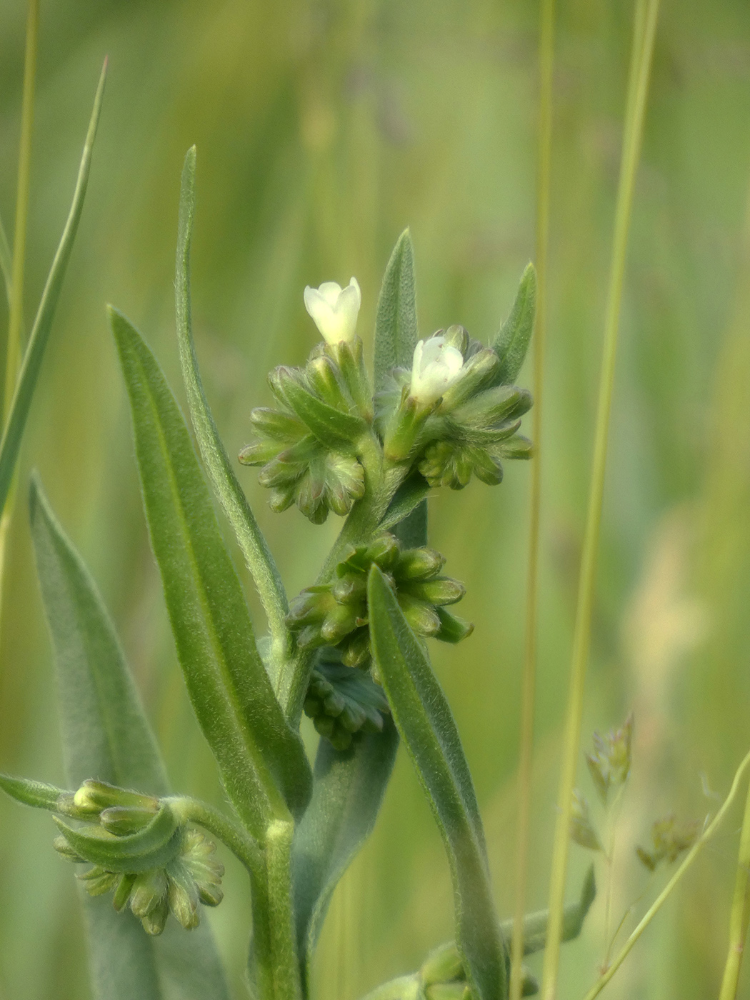 Image of Anchusa pseudochroleuca specimen.