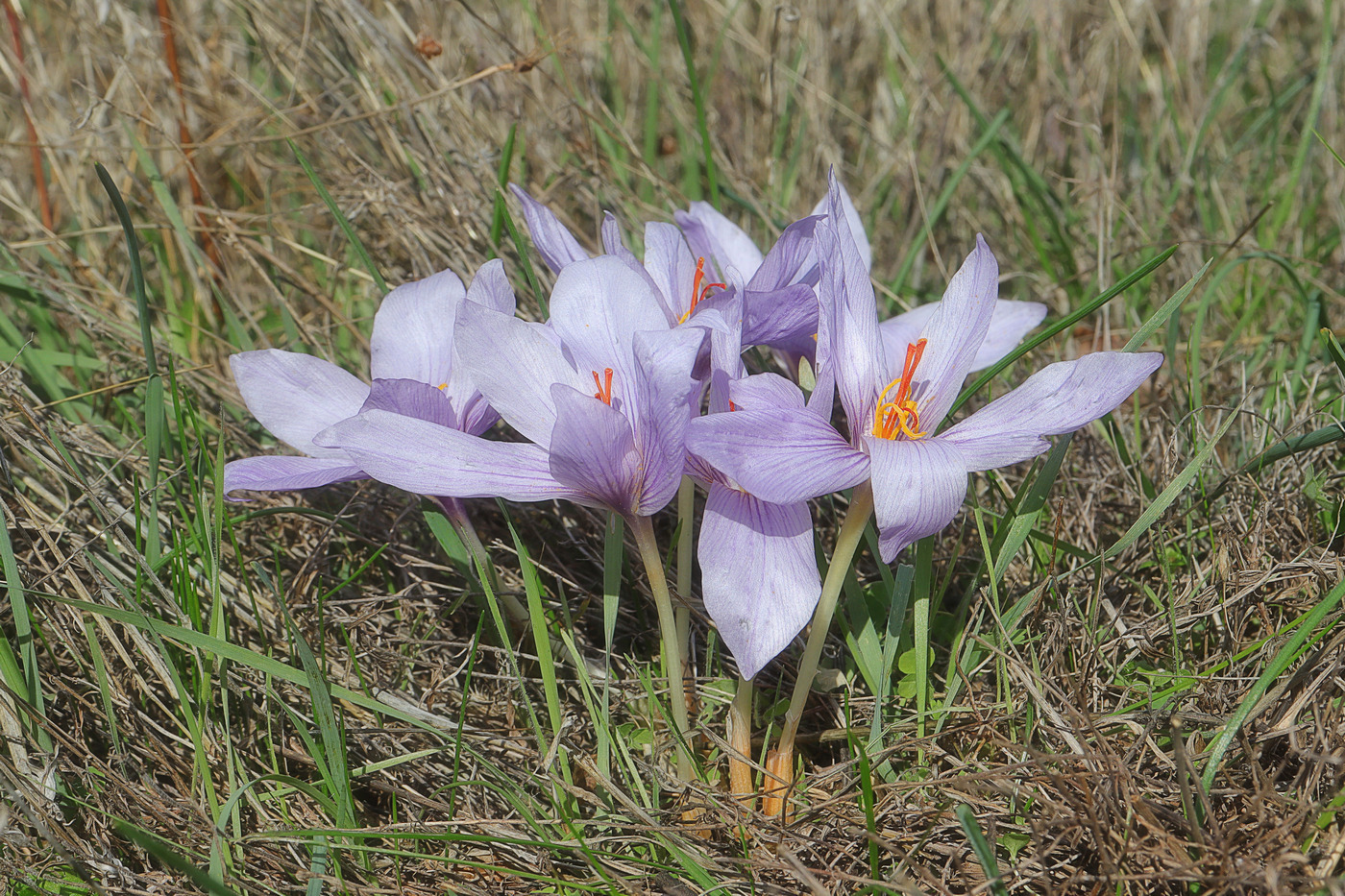 Image of Crocus pallasii specimen.