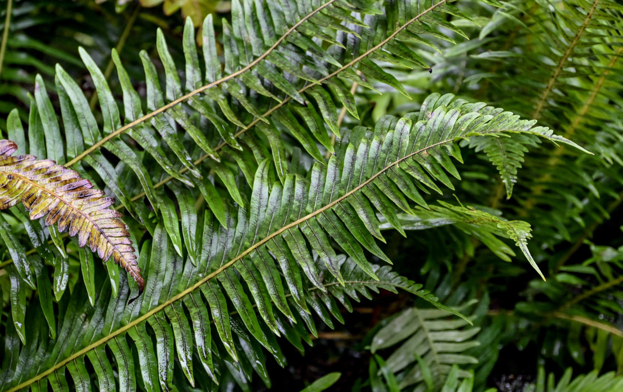 Image of Blechnum discolor specimen.