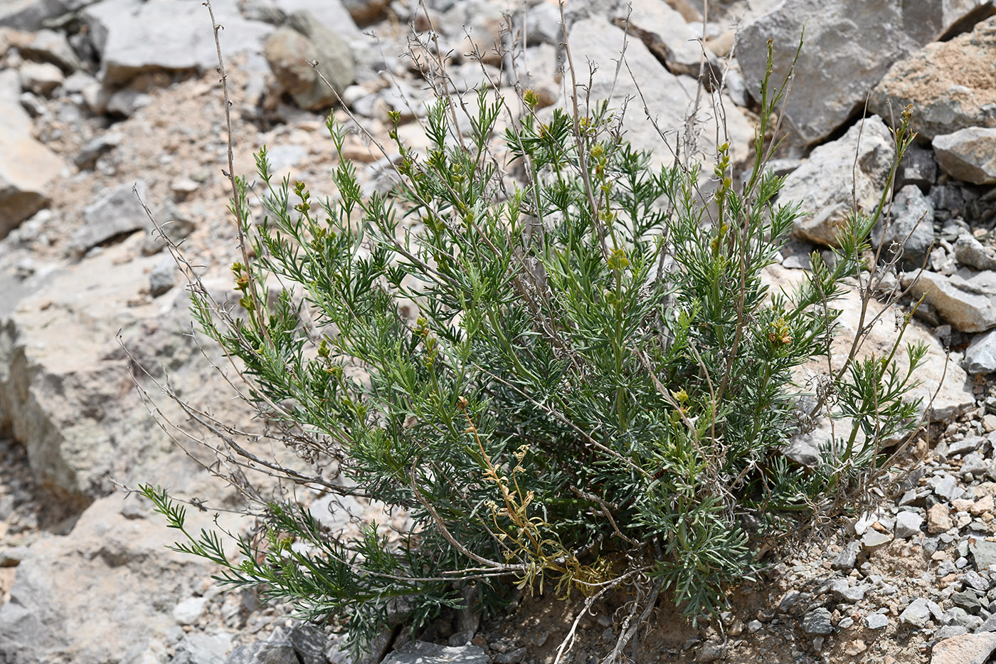 Image of Niedzwedzkia semiretschenskia specimen.