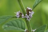 Mentha arvensis