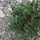 Image of taxon representative. Author is Григорий Токарев