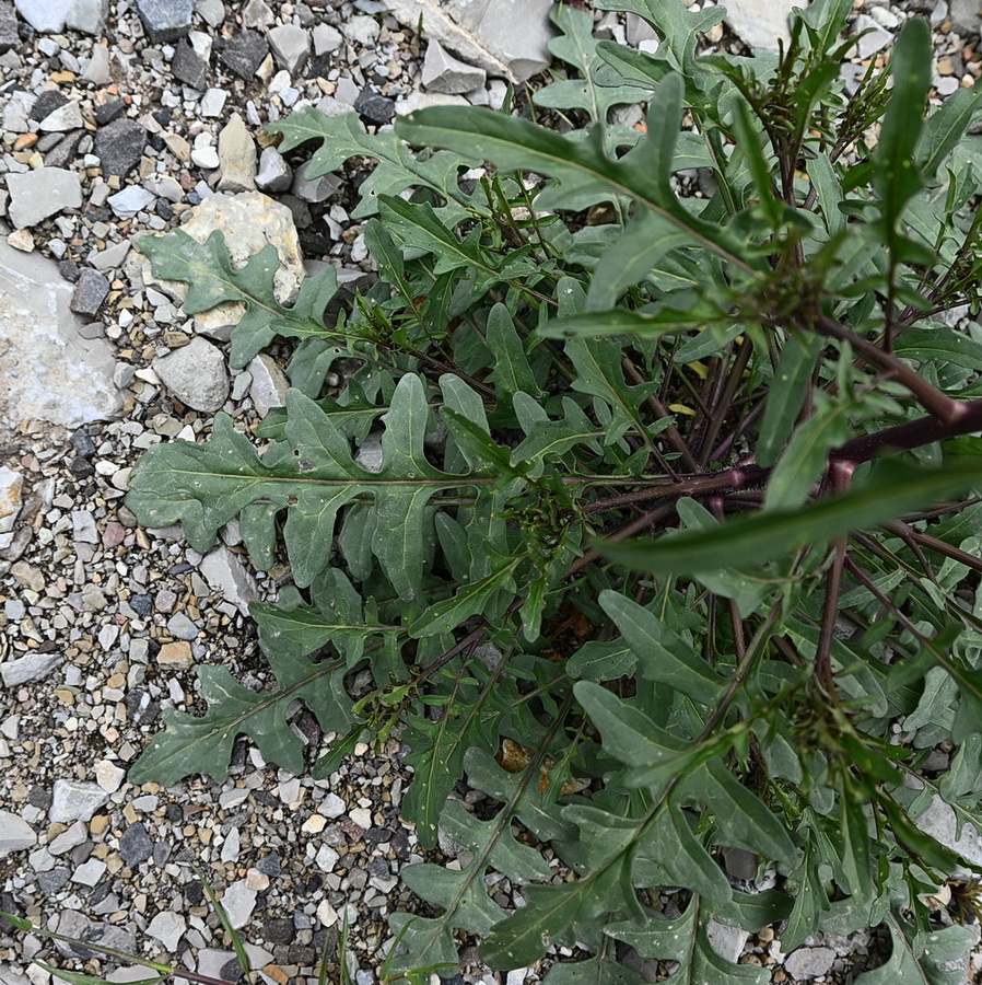 Image of Sisymbrium erucastrifolium specimen.