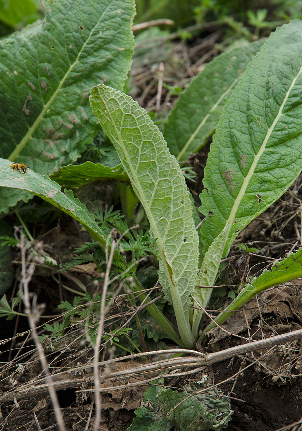 Изображение особи Primula macrocalyx.