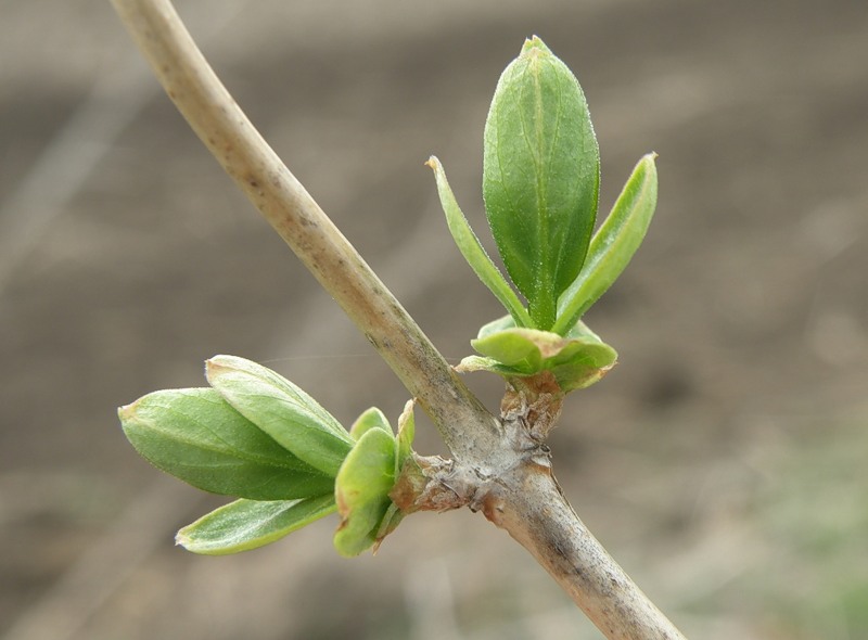 Image of Lonicera tatarica specimen.