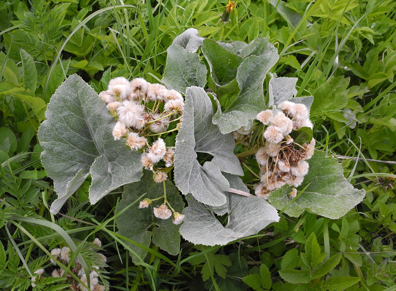 Image of Petasites spurius specimen.