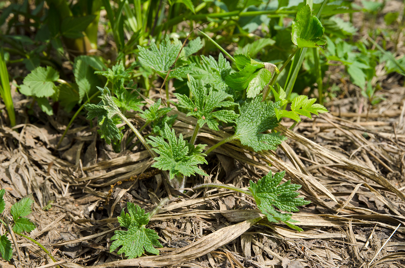 Изображение особи Leonurus quinquelobatus.