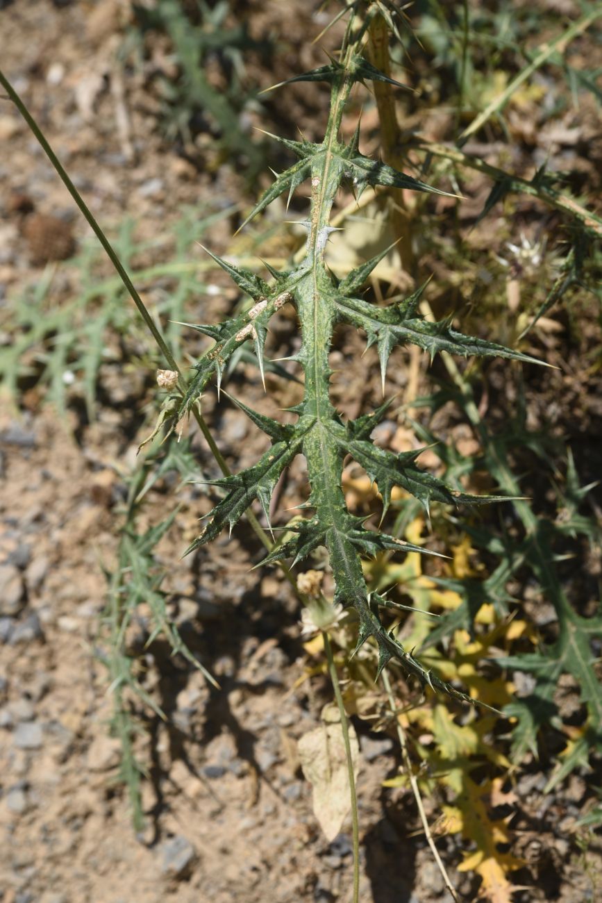 Image of genus Echinops specimen.