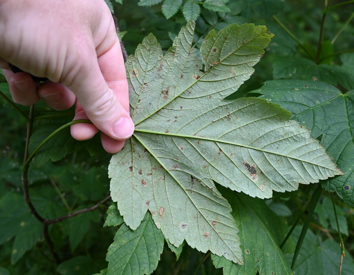 Image of genus Acer specimen.