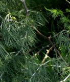 род Asparagus. Незрелые плоды и «иголочки»-кладодии. ЮАР, пров. Гаутенг, пригород Киблер Парк (Kibler Park), природный запов. \"Клиприверсберг\" (Klipriviersberg Nature Reserve), саванна, экотропа. 20.01.2025.