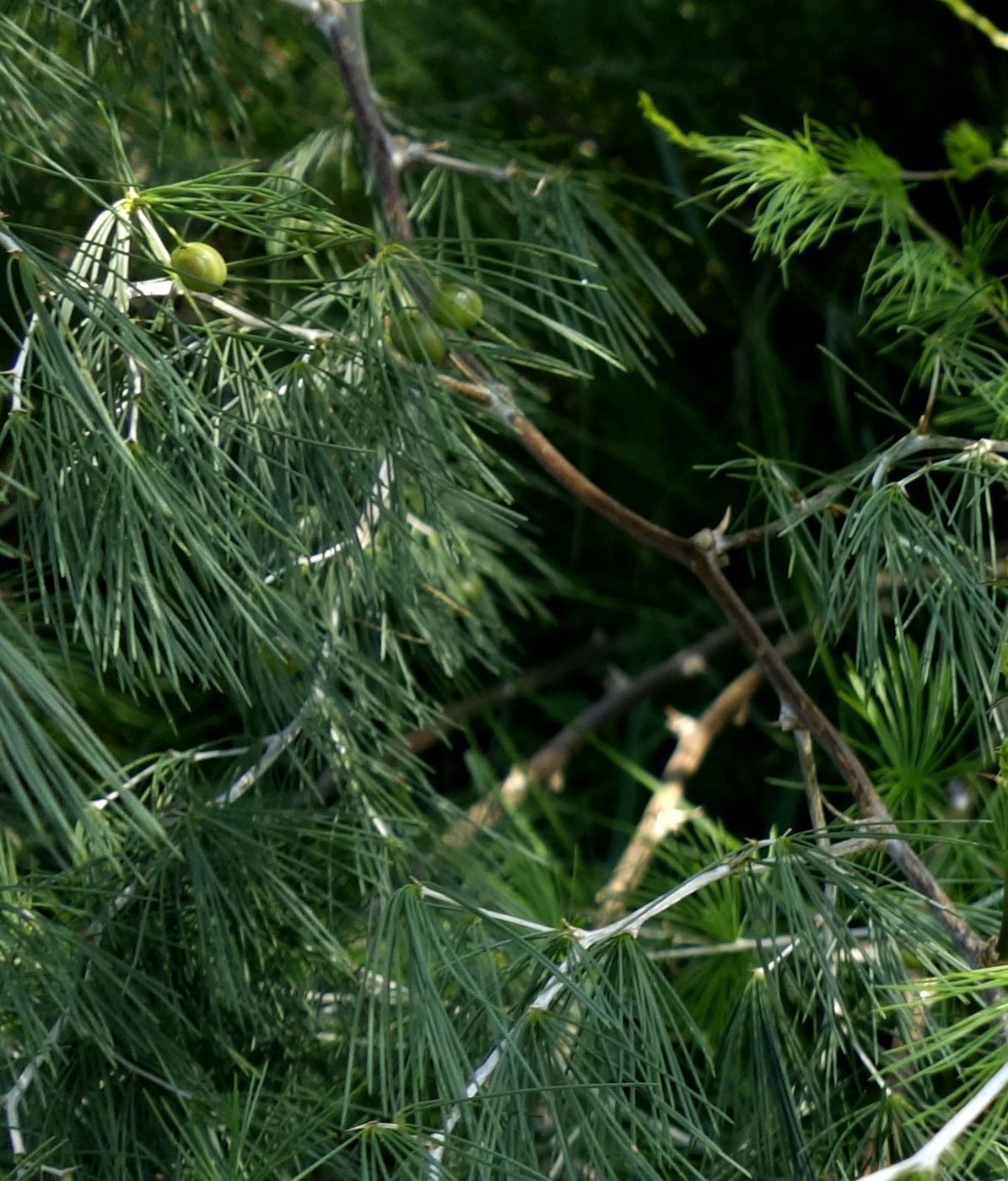 Image of genus Asparagus specimen.