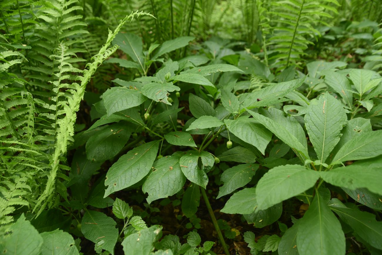 Image of Scopolia caucasica specimen.