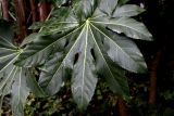Fatsia japonica