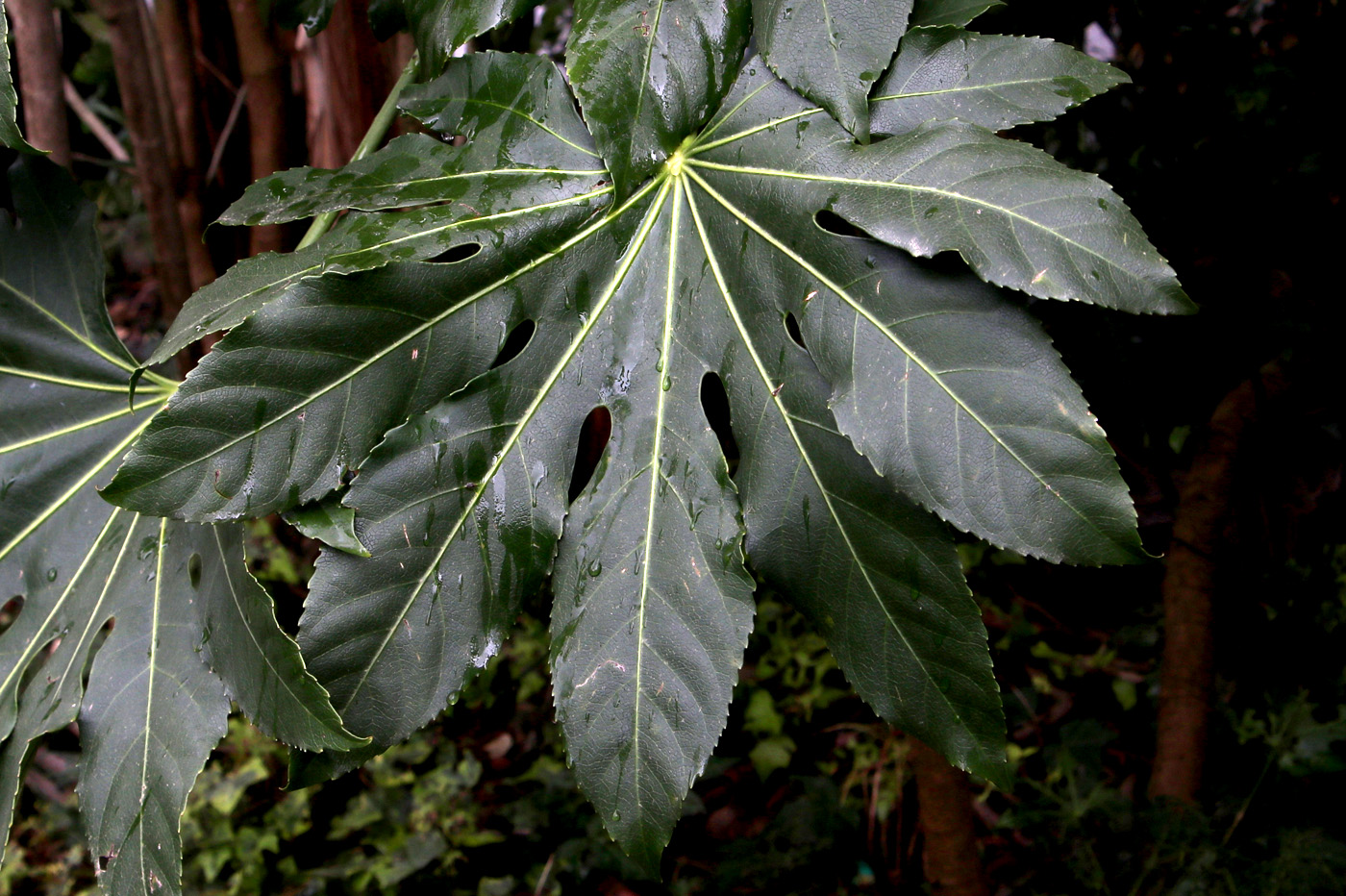Image of Fatsia japonica specimen.