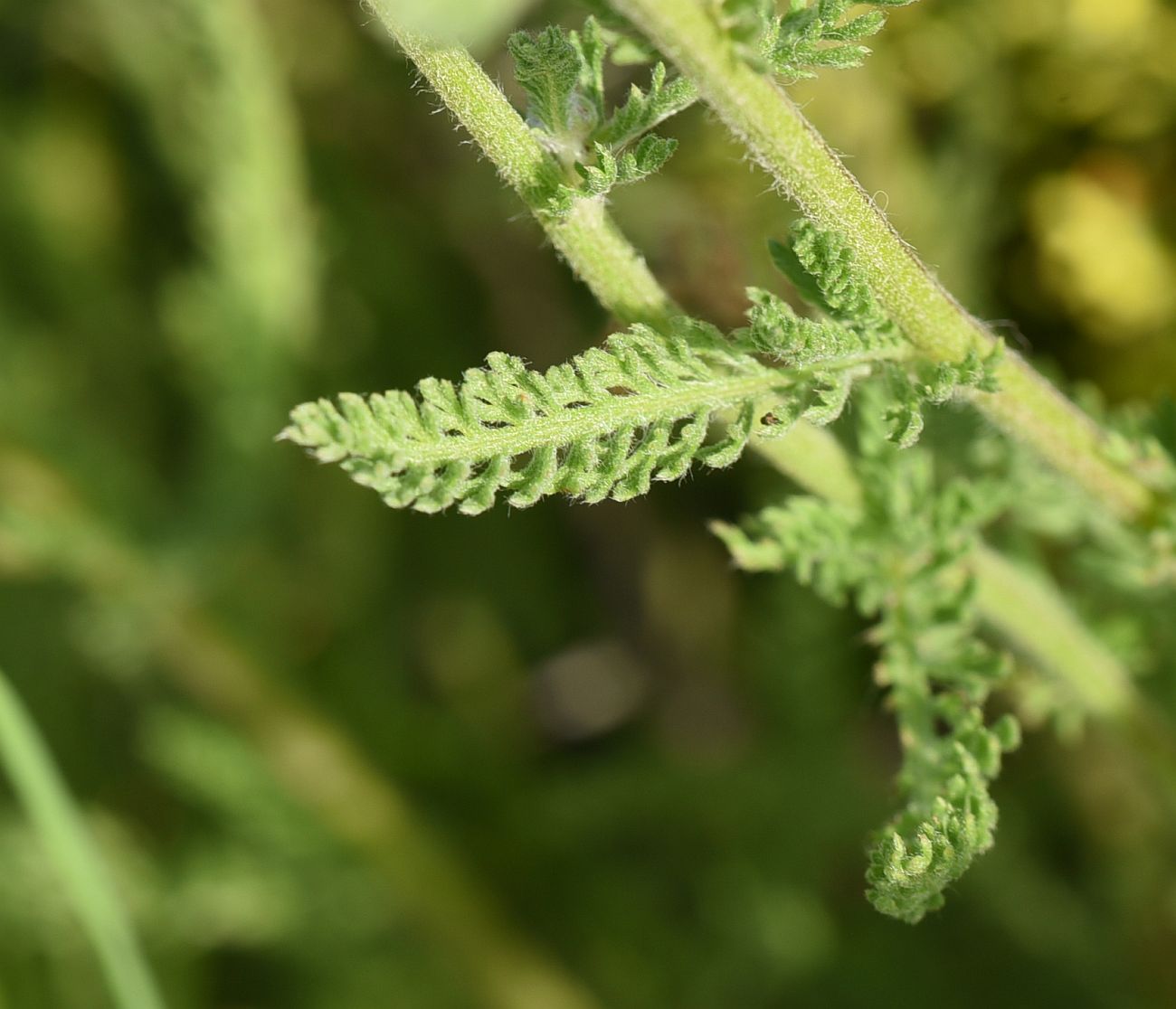 Изображение особи Achillea arabica.